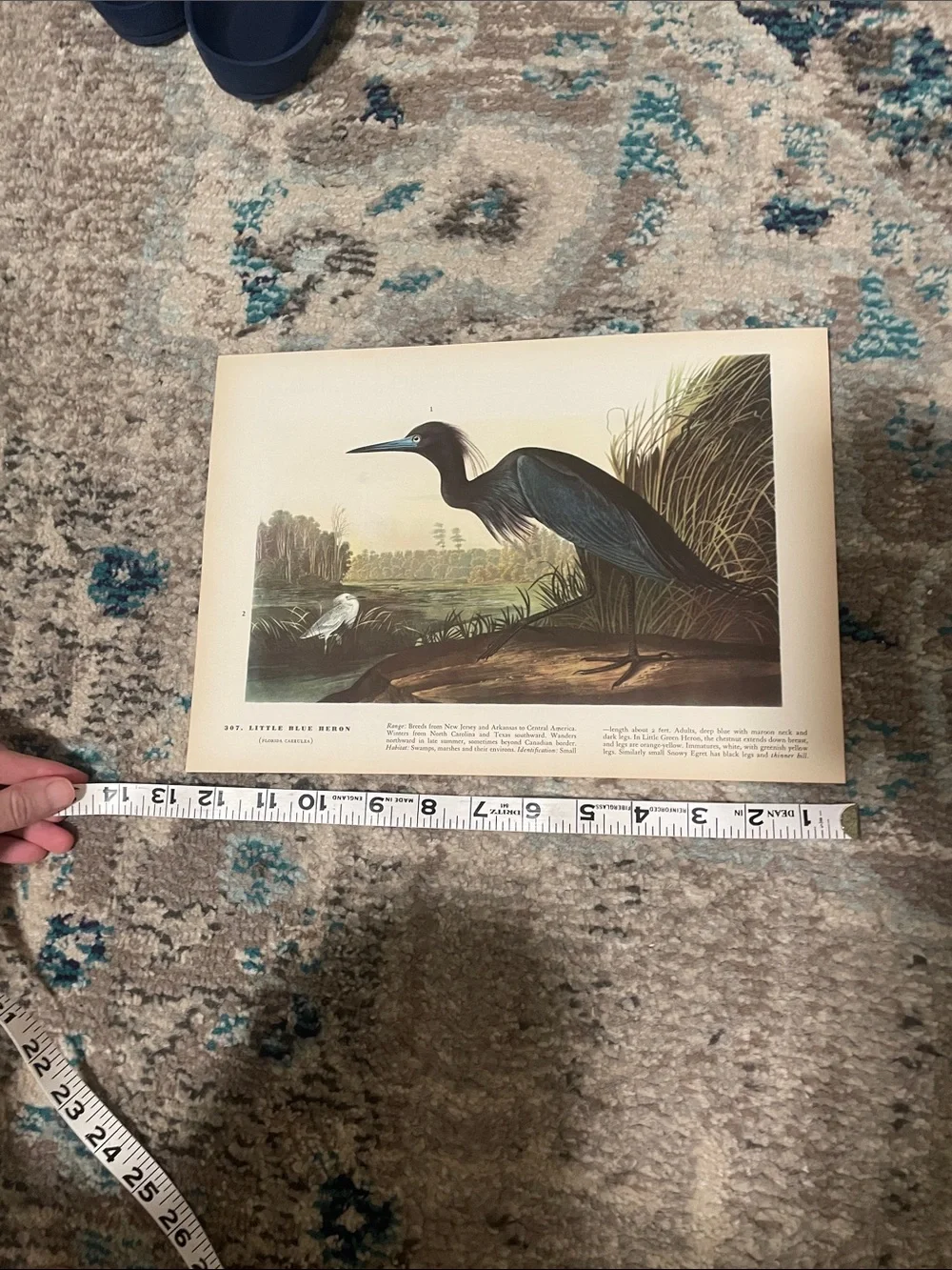 🖤5/$25 Vintage bird print Wall Decor